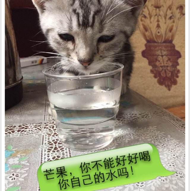 驾照国际翻译件有效期